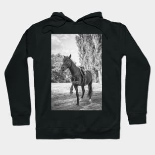 Beautiful Black Horse Hoodie